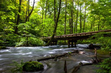 Bahar ormanı doğası. Renkli bir ormanda canlı bir sabah. Ağaçların arasından güneş ışınları geçiyor. Güneş ışığıyla doğanın manzarası.