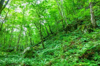 Bahar ormanı doğası. Renkli bir ormanda canlı bir sabah. Ağaçların arasından güneş ışınları geçiyor. Güneş ışığıyla doğanın manzarası.