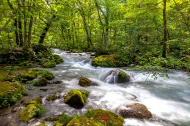 Bahar ormanı doğası. Renkli bir ormanda canlı bir sabah. Ağaçların arasından güneş ışınları geçiyor. Güneş ışığıyla doğanın manzarası.