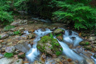 Bahar ormanı doğası. Renkli bir ormanda canlı bir sabah. Ağaçların arasından güneş ışınları geçiyor. Güneş ışığıyla doğanın manzarası.