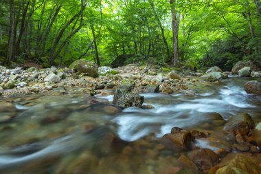 Bahar ormanı doğası. Renkli bir ormanda canlı bir sabah. Ağaçların arasından güneş ışınları geçiyor. Güneş ışığıyla doğanın manzarası.