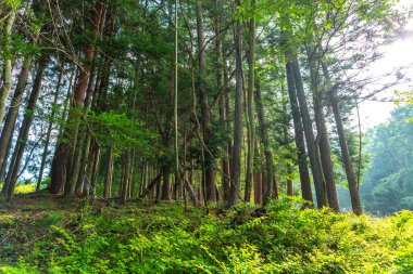 Bahar ormanı doğası. Renkli bir ormanda canlı bir sabah. Ağaçların arasından güneş ışınları geçiyor. Güneş ışığıyla doğanın manzarası.