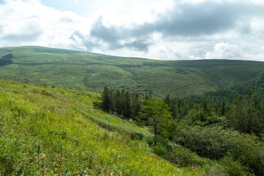 Bahar ormanı doğası. Renkli bir ormanda canlı bir sabah. Ağaçların arasından güneş ışınları geçiyor. Güneş ışığıyla doğanın manzarası.