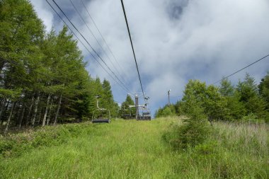 Bahar ormanı doğası. Renkli bir ormanda canlı bir sabah. Ağaçların arasından güneş ışınları geçiyor. Güneş ışığıyla doğanın manzarası.