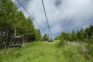 Bahar ormanı doğası. Renkli bir ormanda canlı bir sabah. Ağaçların arasından güneş ışınları geçiyor. Güneş ışığıyla doğanın manzarası.