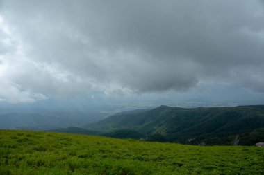 Bahar ormanı doğası. Renkli bir ormanda canlı bir sabah. Ağaçların arasından güneş ışınları geçiyor. Güneş ışığıyla doğanın manzarası.