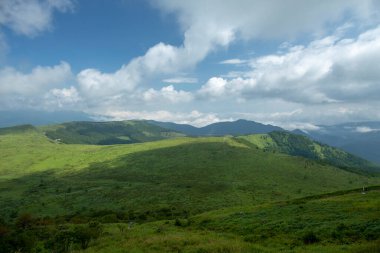 Bahar ormanı doğası. Renkli bir ormanda canlı bir sabah. Ağaçların arasından güneş ışınları geçiyor. Güneş ışığıyla doğanın manzarası.