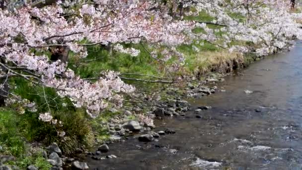 Sakura Cherry Blossoms Blooming Both Side River Spring Season Japan — Stock Video