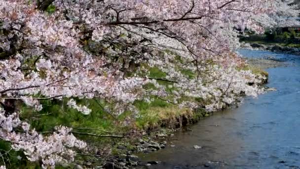 Sakura Bahar Mevsiminde Japonya Nın Her Iki Yakasında Kiraz Çiçekleri — Stok video