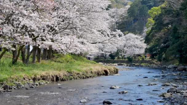 Sakura Bahar Mevsiminde Japonya Nın Her Iki Yakasında Kiraz Çiçekleri — Stok video