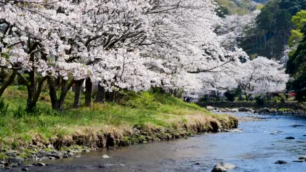 Sakura Cherry Blossoms Blooming Both Side River Spring Season Japan — Stock video