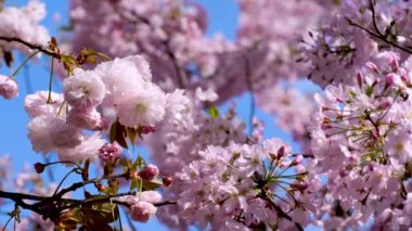 Güzel ve şirin pembe kiraz çiçekleri (sakura çiçekleri), duvar kağıdı arka planı, yumuşak odak, Tokyo, Japonya