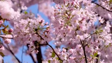 Güzel ve şirin pembe kiraz çiçekleri (sakura çiçekleri), duvar kağıdı arka planı, yumuşak odak, Tokyo, Japonya