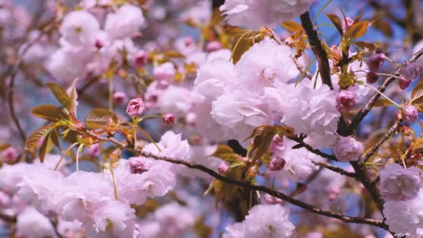 Mooie Schattige Roze Kersenbloesems Sakura Bloemen Achtergrond Behang Zachte Focus — Stockvideo