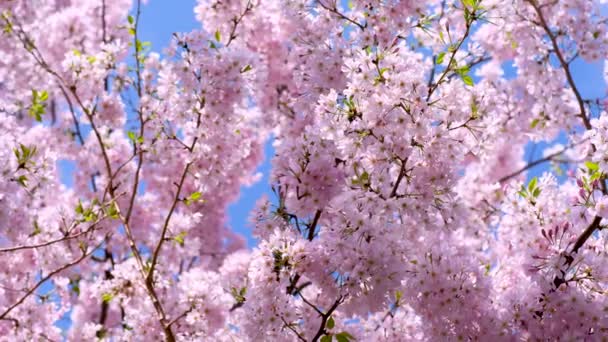Gyönyörű Aranyos Rózsaszín Cseresznyevirág Sakura Virágok Tapéta Háttér Puha Fókusz — Stock videók