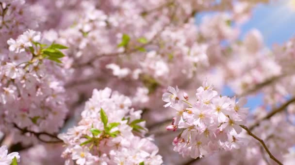 Beautiful Cute Pink Cherry Blossoms Sakura Flowers Wallpaper Background Soft — Stock Video