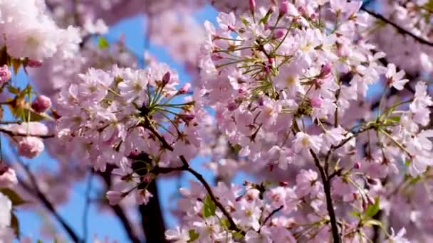 Hermosas Lindas Flores Cerezo Rosa Flores Sakura Fondo Pantalla Enfoque — Vídeos de Stock