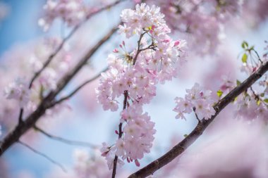 Güzel ve şirin pembe kiraz çiçekleri (sakura çiçekleri), duvar kağıdı arka planı, yumuşak odak, Tokyo, Japonya