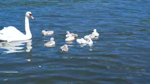 Swan Swans Swimming Pond Little Goslings Goose Lake Migratory Wild — Stock Video