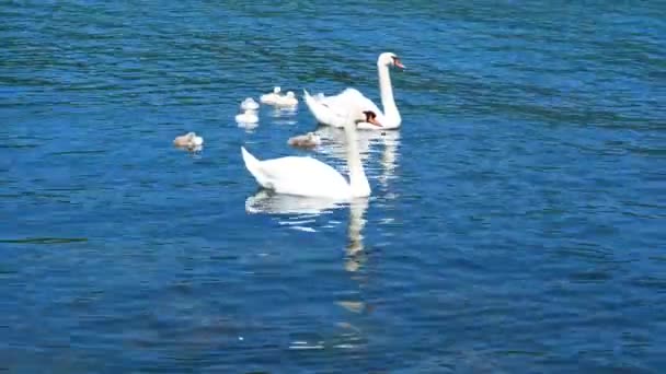 Лебедь Лебедями Плавает Пруду Маленькие Суслики Гусём Озере Мигрирующие Дикие — стоковое видео
