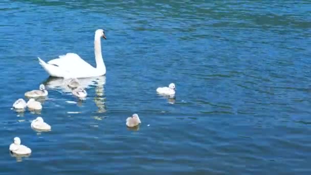 Cisne Con Cisnes Nadando Estanque Pequeños Goslings Con Ganso Lago — Vídeos de Stock