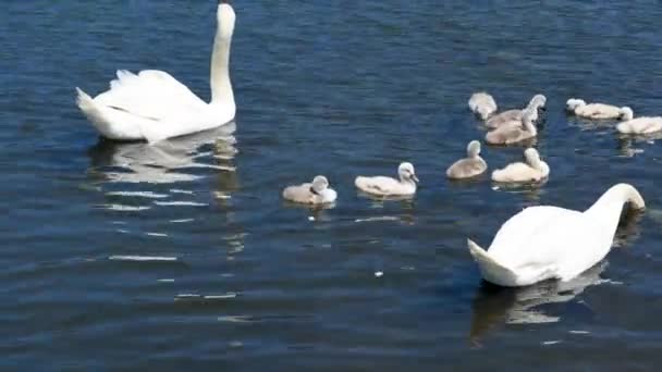 Cisne Con Cisnes Nadando Estanque Pequeños Goslings Con Ganso Lago — Vídeos de Stock