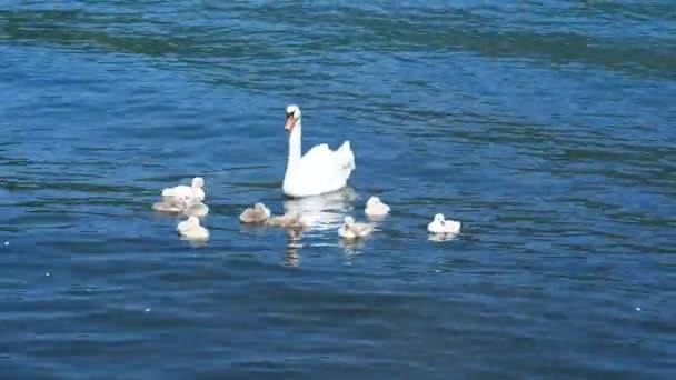 Лебеді Плавають Ставку Маленькі Базікання Гускою Озері Мігруючі Дикі Птахи — стокове відео