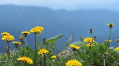 A green field with yellow dandelions. Close-up of yellow spring flowers on the ground. Yellow flowers. Relax BGM.