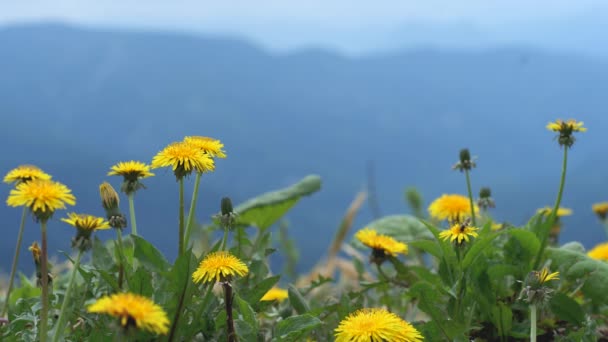 Green Field Yellow Dandelions Close Yellow Spring Flowers Ground Yellow — Stok video