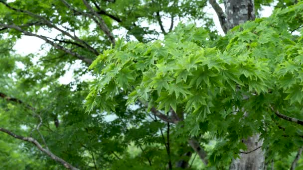 Όμορφο Πράσινο Δάσος Στη Βροχή Σταγόνες Νερού Φύλλα Σφενδάμου Ημέρα — Αρχείο Βίντεο