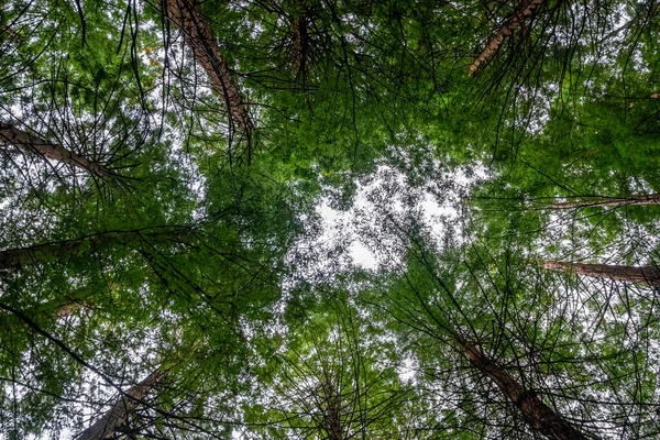 Naturdenkmal Der Secuoyas Von Monte Cabezn Kantabrien Spanien — Stockfoto