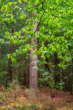 Monte Cabezn Secuoyas 'ın Doğal Anıtı. Cantabria İspanya