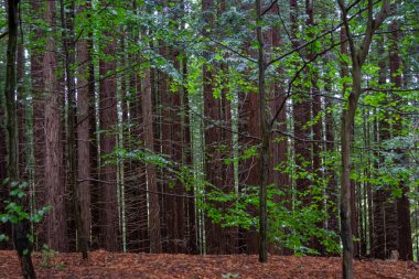 Monte Cabezon Secuoyas 'ın Doğal Anıtı. Cantabria 'da. İspanya