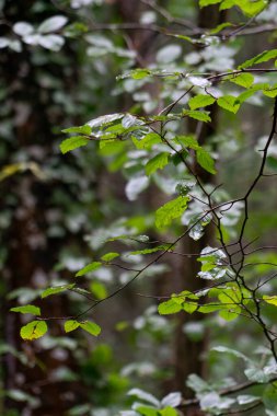 Monte Cabezon Secuoyas 'ın Doğal Anıtı' nda sonbahar yaprakları üzerinde yürüyüş yapan botlar. Cantabria 'da. İspanya
