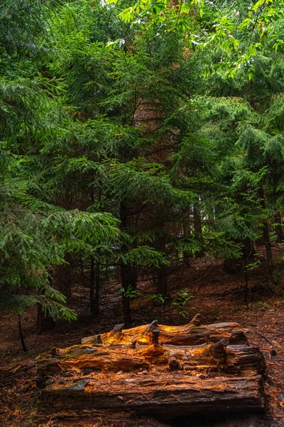 Natural Monument Secuoyas Monte Cabezn Cantabria Spain — Stock Photo, Image