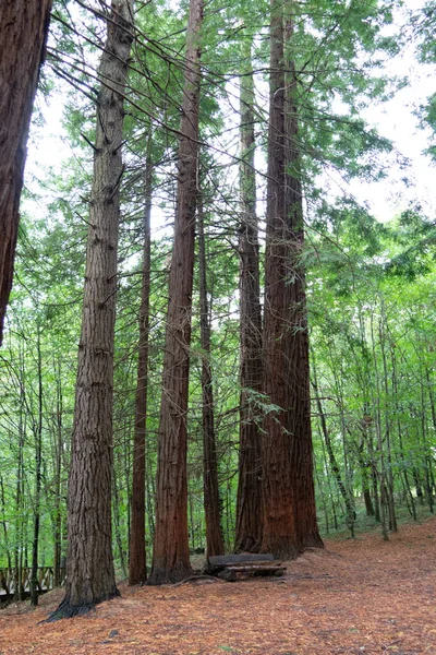 Monte Cabezon Secuoyas 'ın Doğal Anıtı' nda sonbahar yaprakları üzerinde yürüyüş yapan botlar. Cantabria 'da. İspanya