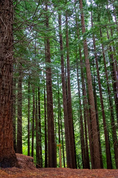 Botas Senderismo Pisando Suelo Hojas Otoño Monumento Natural Las Secuoyas — Foto de Stock