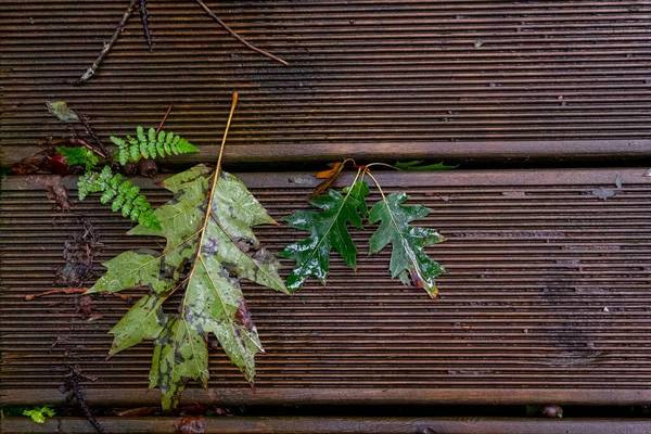 Wandelschoenen Lopen Grond Van Herfstbladeren Het Natuurmonument Van Secuoyas Van — Stockfoto