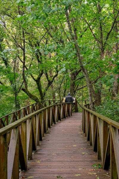 Hombre Caminando Por Monumento Natural Las Secuoyas Monte Cabezón Cantabria — Foto de Stock