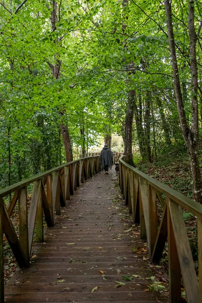 Hombre Caminando Por Monumento Natural Las Secuoyas Monte Cabezón Cantabria — Foto de Stock