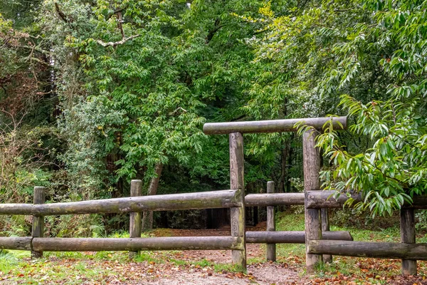 Monte Cabezon Secuoyas 'ın Doğal Anıtı. Cantabria 'da. İspanya