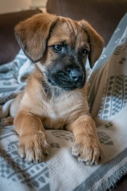 İki aylık köpek yavrusu kanepede battaniyenin üzerinde oturuyor.