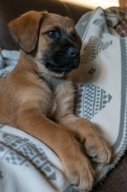 İki aylık köpek yavrusu kanepede battaniyenin üzerinde oturuyor.