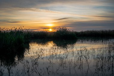 İspanya. El Hondo de Elche doğal parkında gün doğumu. Alicante