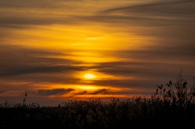 İspanya. El Hondo de Elche doğal parkında gün doğumu. Alicante