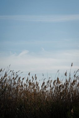 İspanya. El Hondo de Elche doğal parkında gün doğumu. Alicante