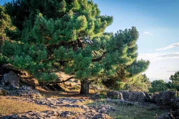 Grote Dennenboom Sierra Cazorla Jaen Spanje — Stockfoto