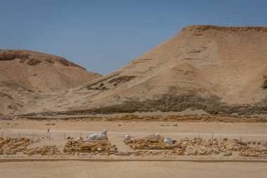 Deir el-Bahari cenaze tapınağı kompleksi. Şatafatlı. Mısır..