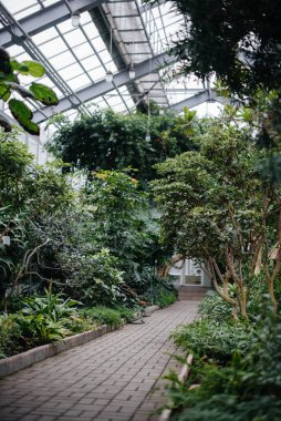 Seradaki bitkilerin kalınlığı çok fazla. Orman, ekran koruyucu