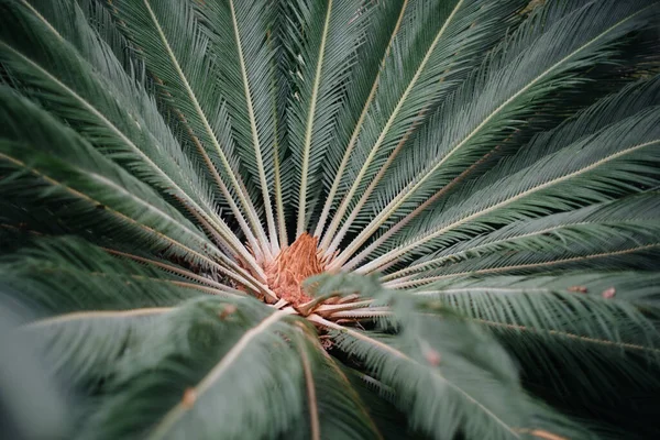 A tropical plant close up in the dense thickets of the jungle. Tropics